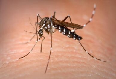 aedes-mosquito1.jpg