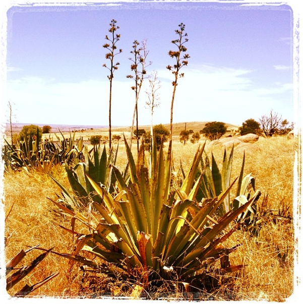 agave_americana_marginata.png